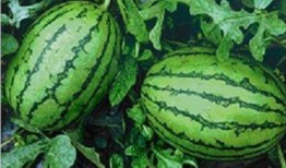 江西网红吃瓜视频,揭秘网络红人的幕后故事