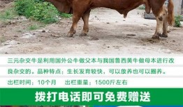 养牛视频在线观看,在线观看养牛视频全攻略