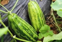 网红吃瓜颜色代表什么含义,揭秘不同颜色背后的含义