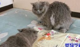 吃瓜视频最全免费观看胖猫