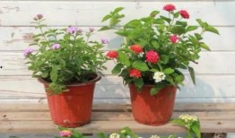 魔女上衣最新爆料视频,时尚与魔力的完美融合