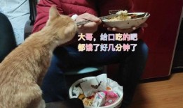 娱乐吃瓜酱猫打翻电视,引发网友热议
