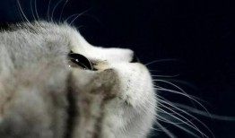 娱乐吃瓜酱猫打翻电视,引发网友热议