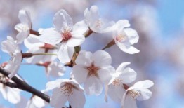 爆料樱花女生视频下载,揭秘校园青春风采