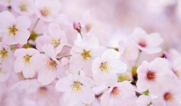 爆料樱花女生视频下载,揭秘校园青春风采