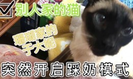 娱乐吃瓜酱猫打翻电视,引发网友热议