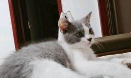 吃瓜视频最全免费观看胖猫