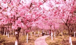 爆料樱花女生视频下载,揭秘校园青春风采