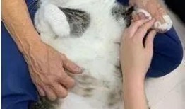 吃瓜视频最全免费观看胖猫