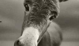 大驴爆料胜仔视频大全下载,胜仔视频大全独家下载攻略