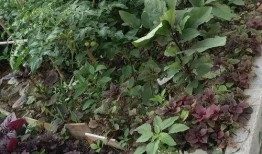 文春爆料菜园视频全集下载,文春爆料背后的秘密大揭秘